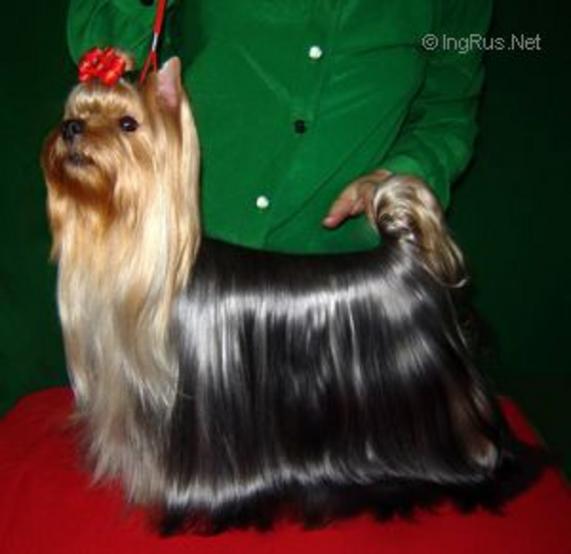  STJUMER'S DZHAGA-DZHAGA &mdash; Labaza DogPedigree YorkshireTerrier